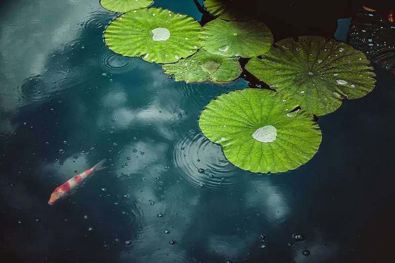 雨的五行属什么 b276796477d14fc5ae9b329ccddf9dcf.jpeg