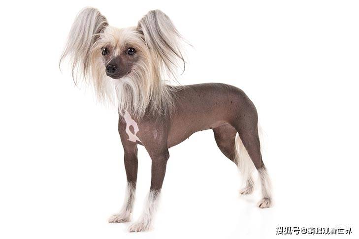 中国有哪些名狗 几十个犬种 世界知名的就有近十种 Chow 中国有哪些名狗 几十个犬种 世界知名的就有近十种 Chow