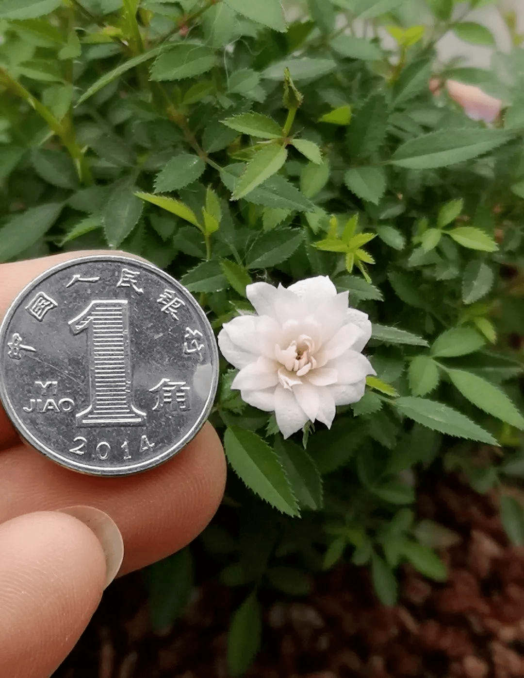 只有硬币大小的月季 开花能力一点也不差 还很好养护 土壤