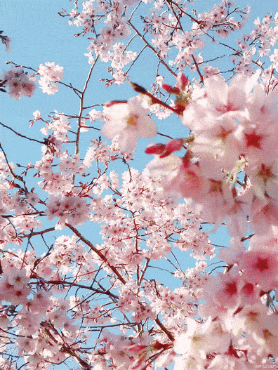 玩转南丹山还能被众花拥簇看你就是樱花丛中最靓的仔