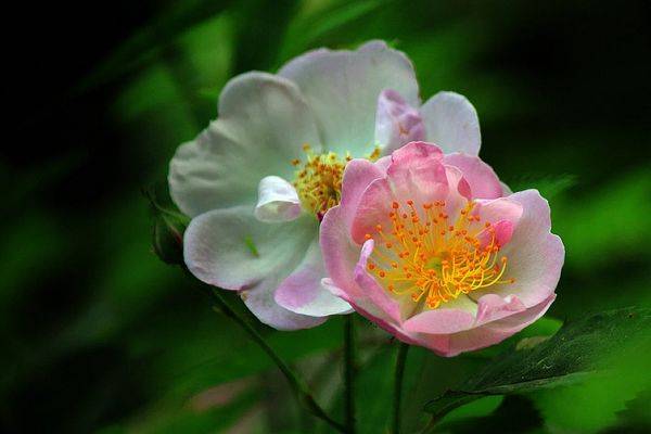 原创10蛇9苦以下4个月份出生的属蛇人天生发财命看看你家有吗