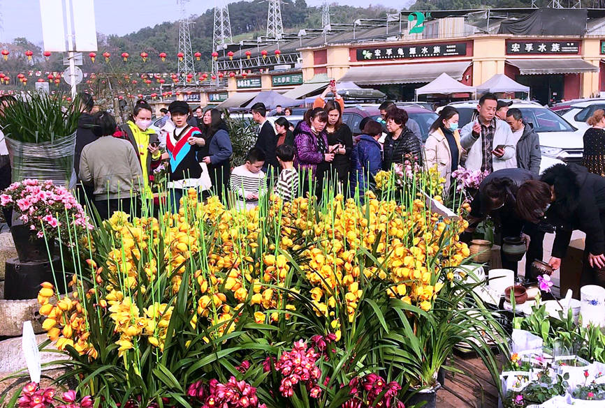 在2021年牛年春節來臨之際,望海花市迎來年宵花的銷售旺季.