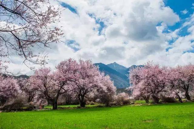 西藏“小江南”林芝，一到春天究竟有多美？