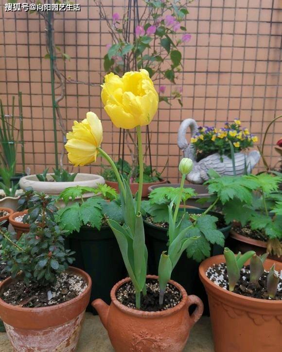 春天万物复苏 种上几棵郁金香 放在阳台上 立刻变成小花园 种球
