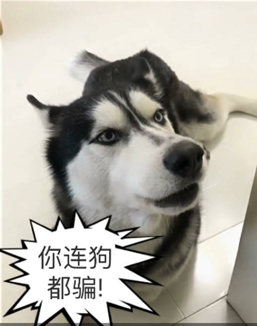 哈士奇愚人節被騙，竟如此「回懟」主人，網友看了直呼已笑哭 萌趣萌寵 第7张
