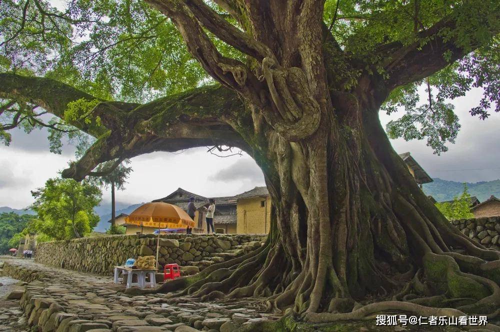 手机壁纸风景一棵树 搜狗图片搜索