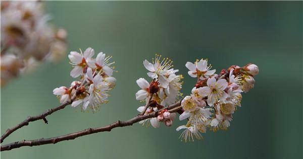 南京鸡鸣寺樱花“消息树”开了！比去年早了十来天