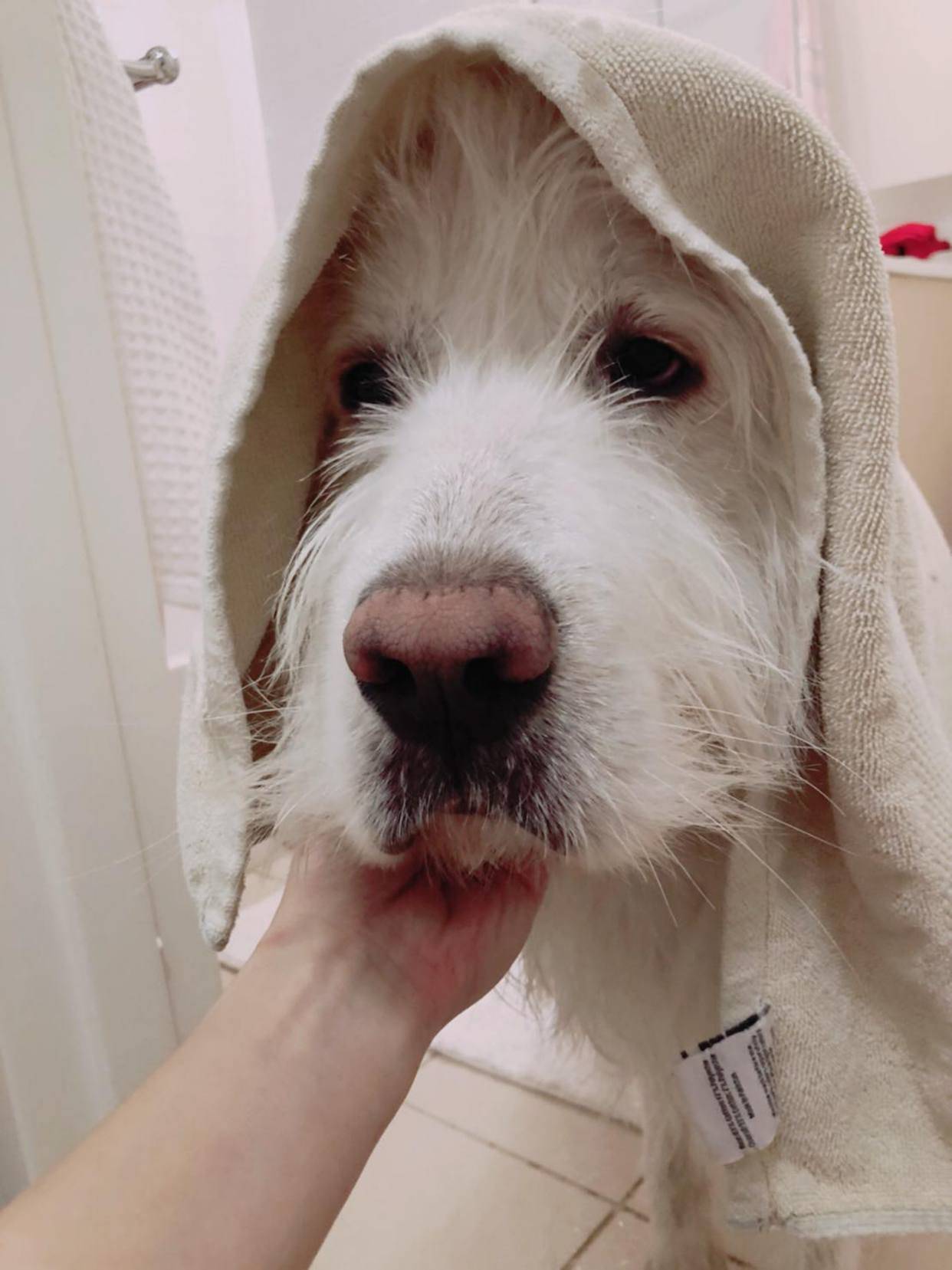 美国一主人家的大白熊混种犬burnie跟大白熊犬一样体型巨大刚买的