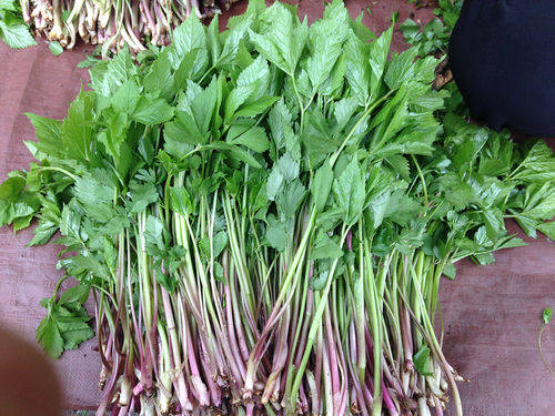 啥时候种芹菜最佳 ec9085116e1e4f6fa9f01d362abb91a6.jpeg