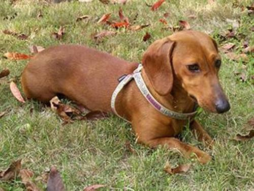 养宠经验分享 腊肠犬出现大便干硬 腊肠犬便秘怎么办 主人