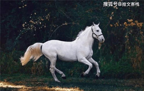 赤兔马是不是汗血马 7d0c9fe97d914b0d853614d14e4dd3de.png