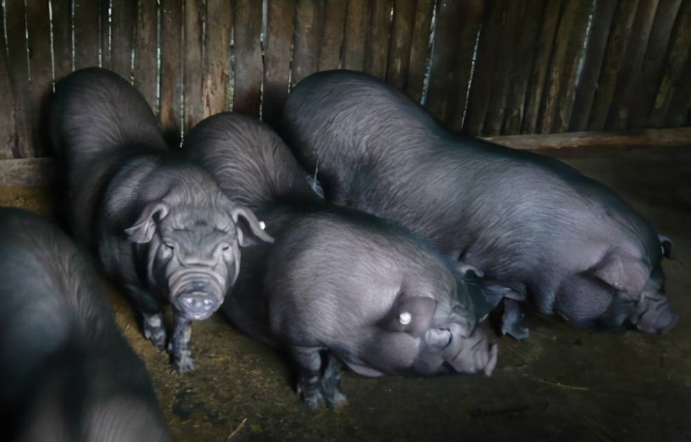 原创环江香猪的养殖需要注意哪些问题