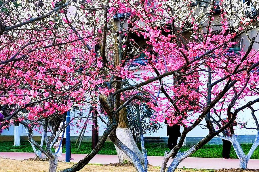 武汉:满城梅花开 喜庆报春来 市花绽放 美图欣赏