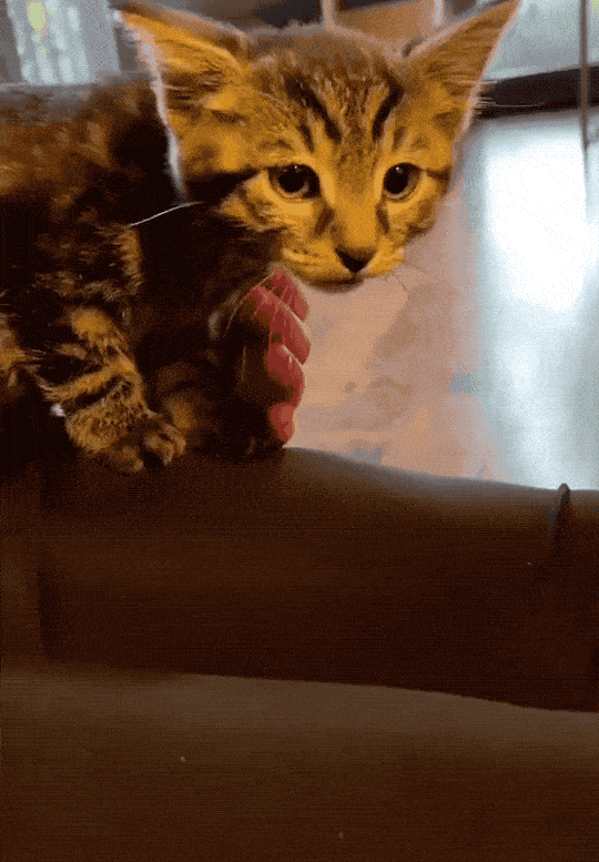 网友新养了一只小猫 没成想 原住民给气疯了 奶茶