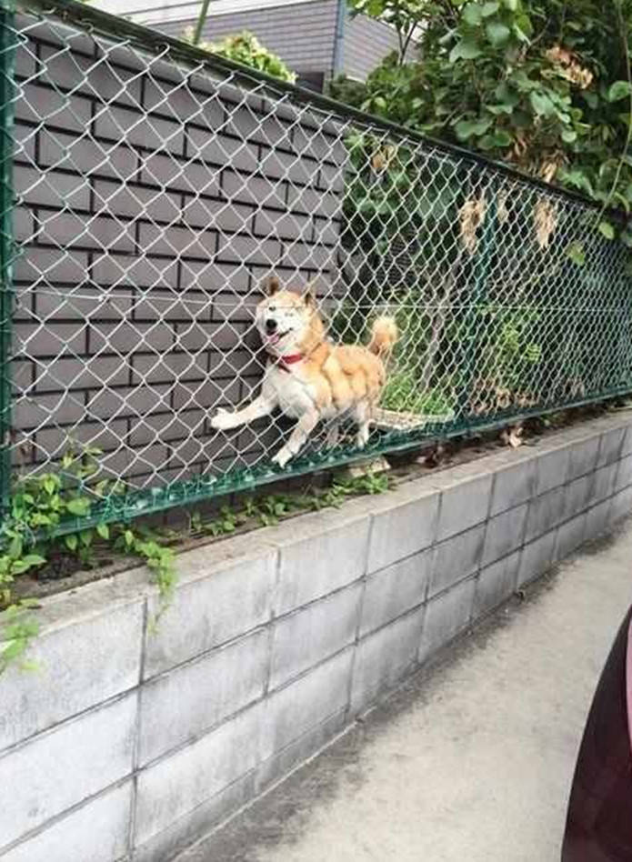 柴犬翻牆被卡圍欄里，還傻呵呵的對別人笑，主人都尷尬了！ 萌趣萌寵 第3张