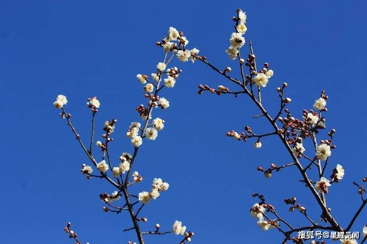 三门峡市黄河公园：好花知时节，新春吐芬芳！
