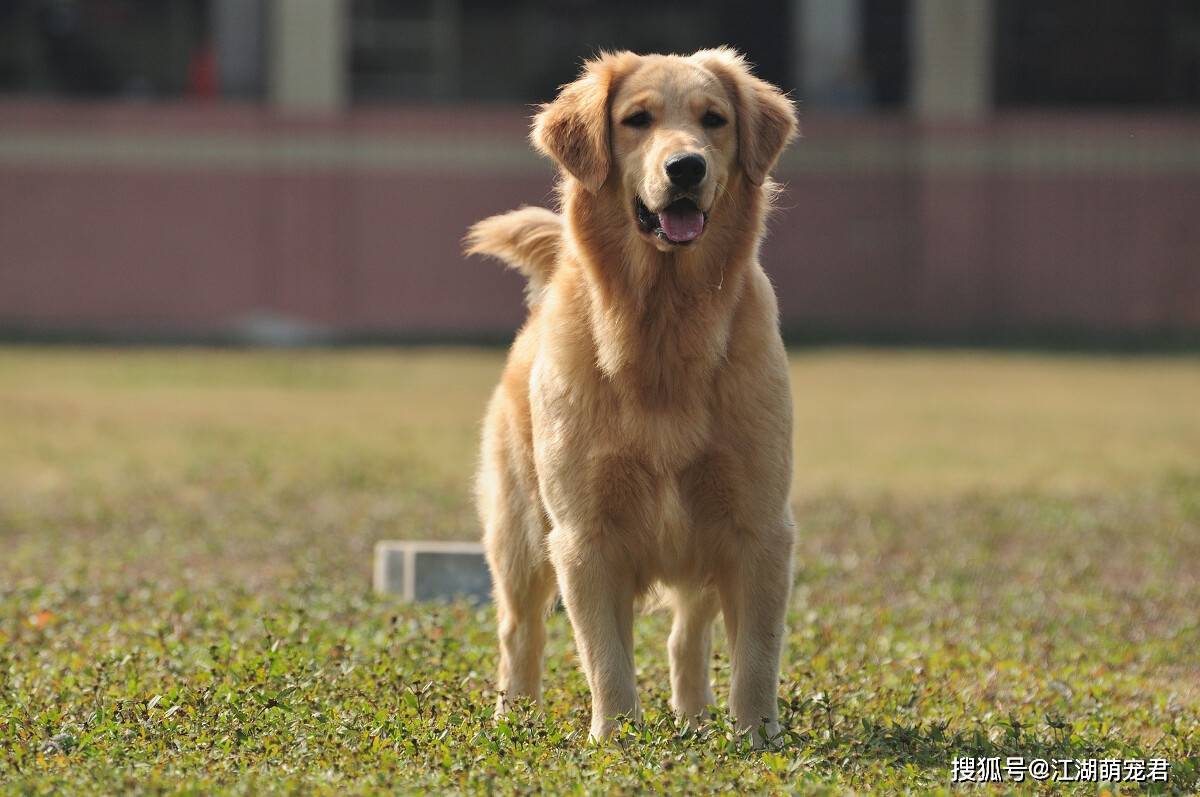金毛有这5个行为 就是在深深地爱着你 你知道吗 狗狗