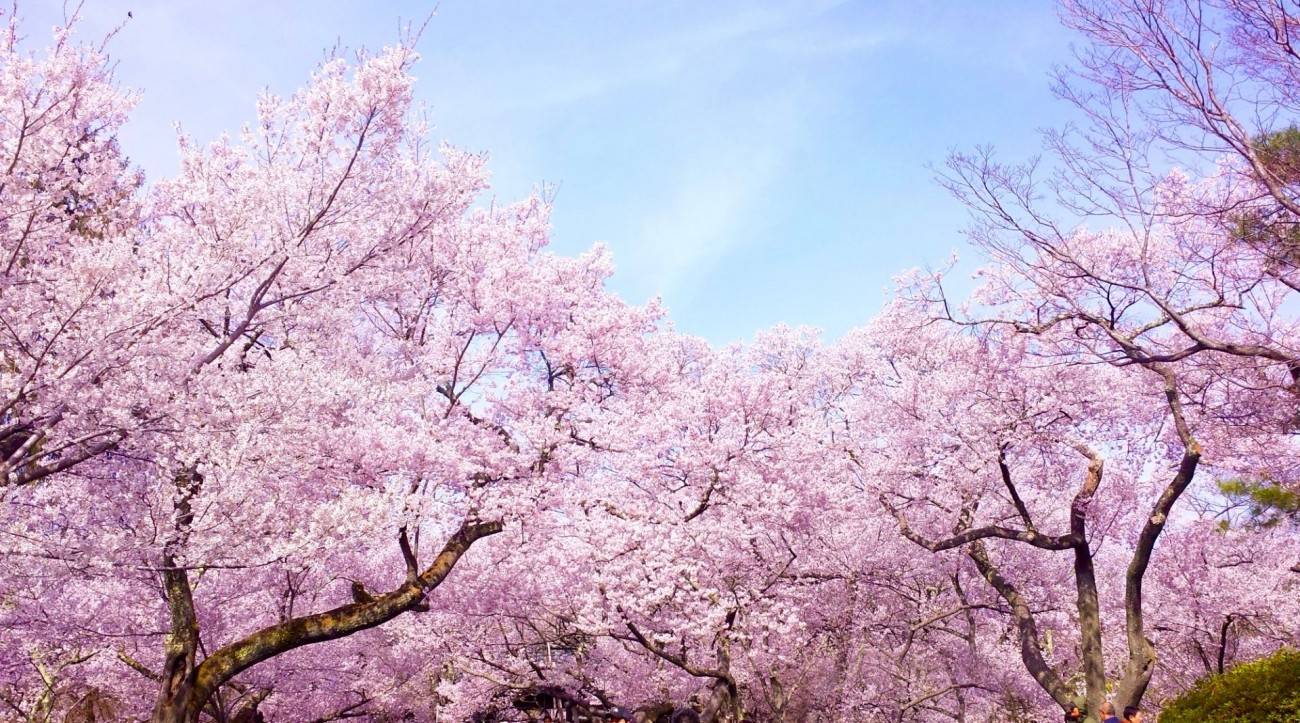 日本樱花季节资讯& 赏樱景点44选2021年版