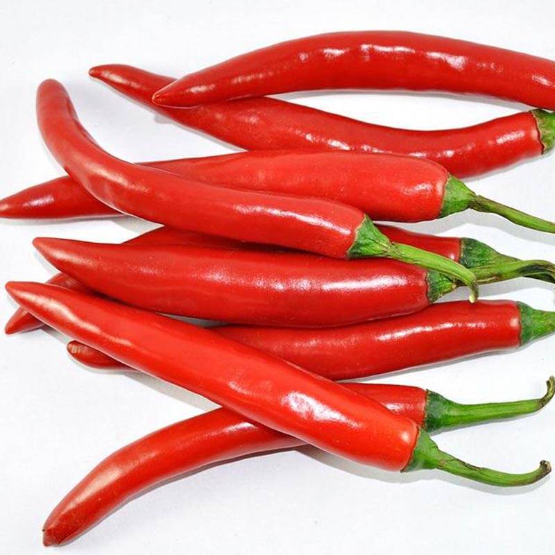 同乐美人椒尖椒辣椒种子