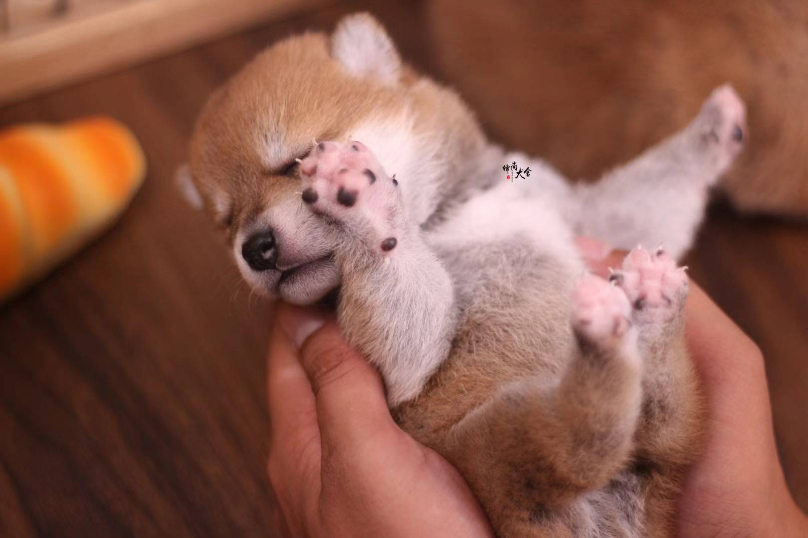 养柴犬的痛苦,家长:我哭了