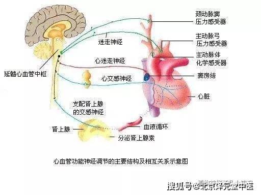 呃逆的原因及治疗方法 73406f7c9a494e0281569041b9aa379c.jpeg