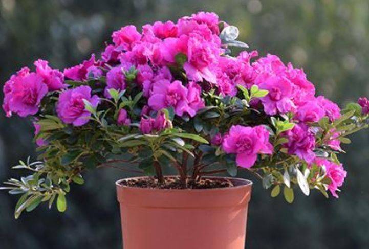 阳台种什么植物好养又便宜 051147ec5ade4538b11494bf3d4ac97d.jpeg