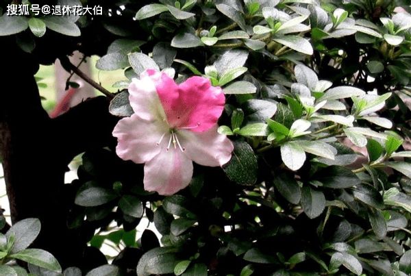 1cb0123528ab485e81e9ea1635d8cd21.png