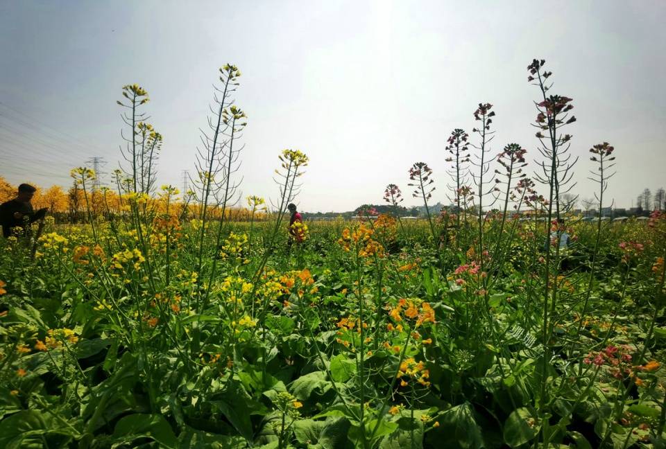 广州这里有多彩“菜花”花海，坐“小飞机小火车”赏花，地铁直达