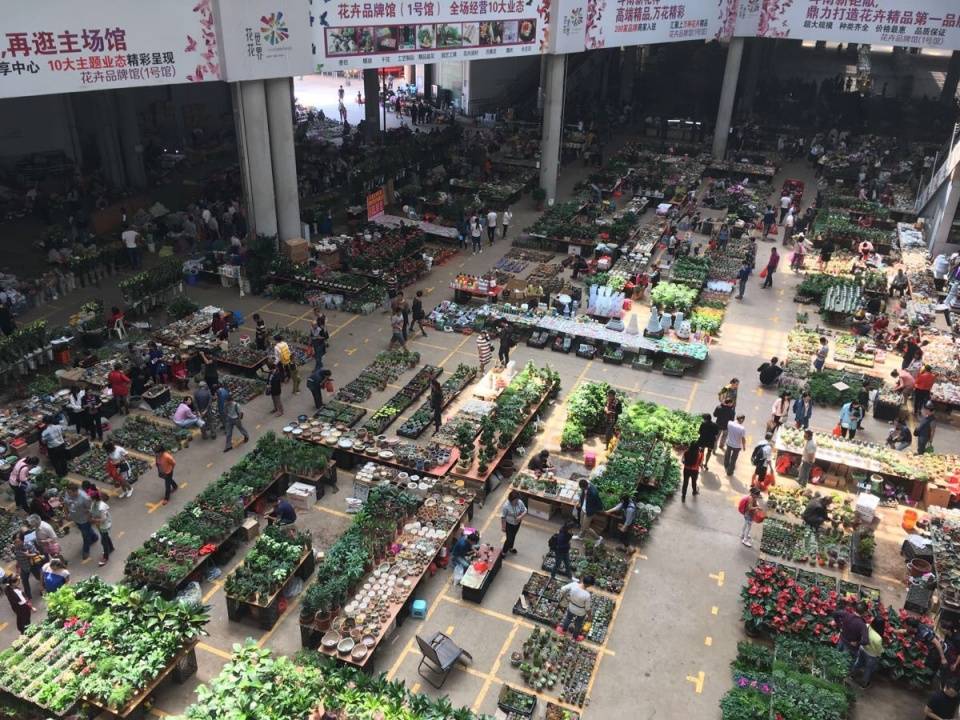 云南有一国内最大花市，鲜花称斤卖白菜价，5块钱就能买许多花