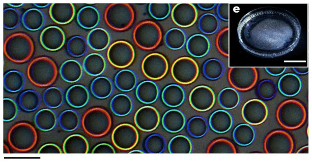 色是什么结构 6e52d1ba49ce4a09ac66d31307b9d8ac.png