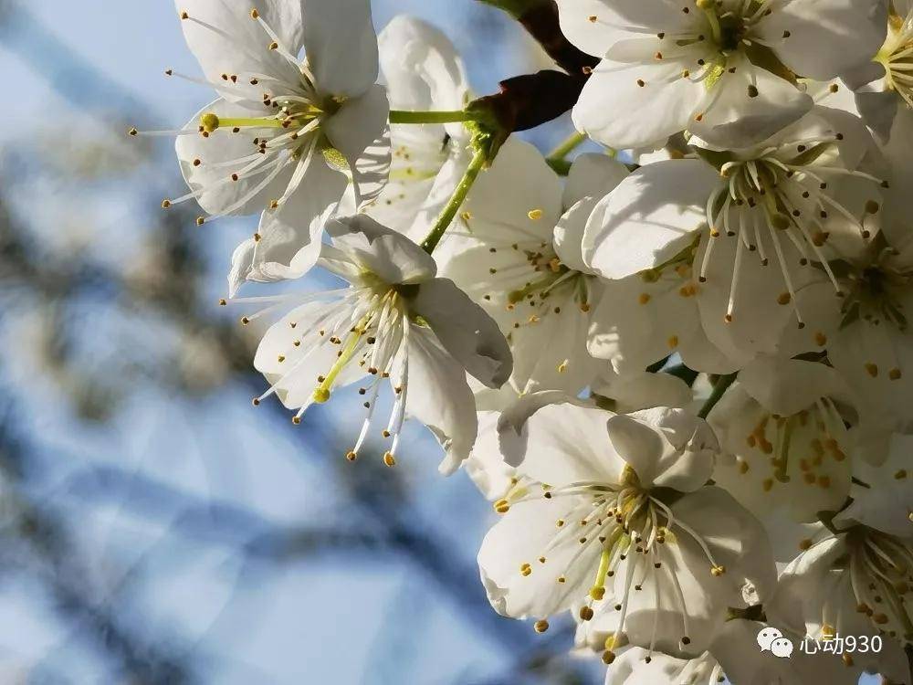 春暖花开 约上好友 赏花正当时