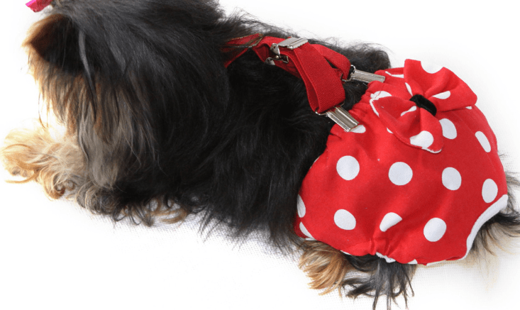 约克夏什么时候来月经 生理