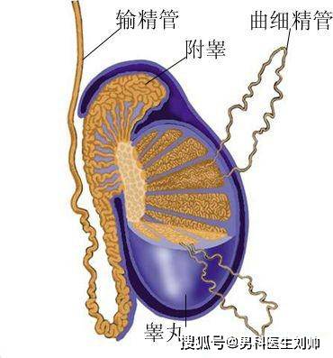 输精管变粗图解图片