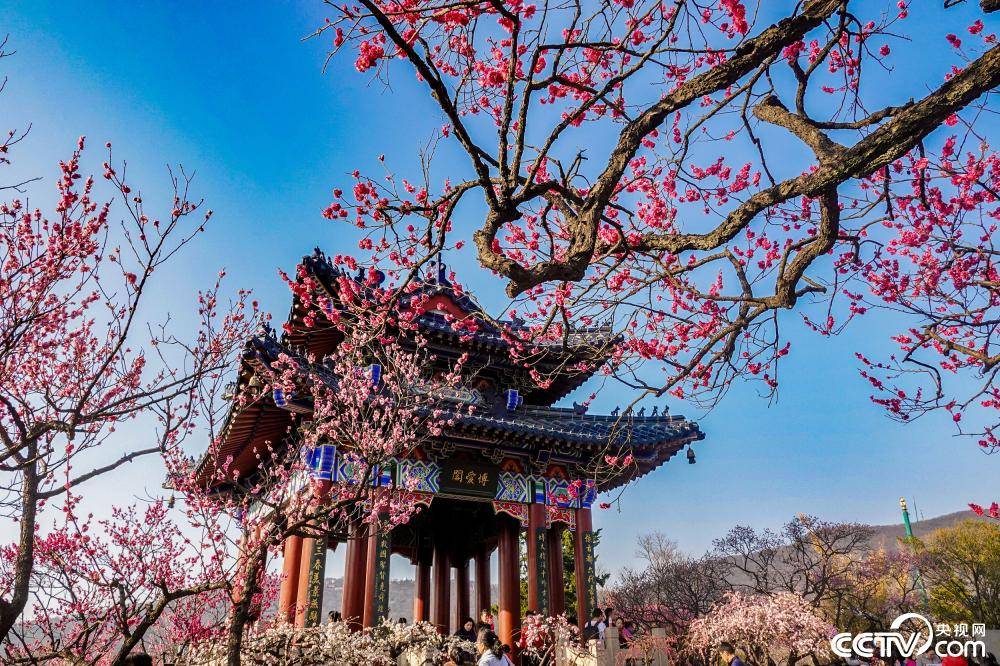 当日,2021第26届中国南京国际梅花节在南京梅花山正式开幕,本届梅花节