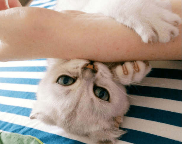 猫咪舔人的秘密不是喜欢才舔你哦