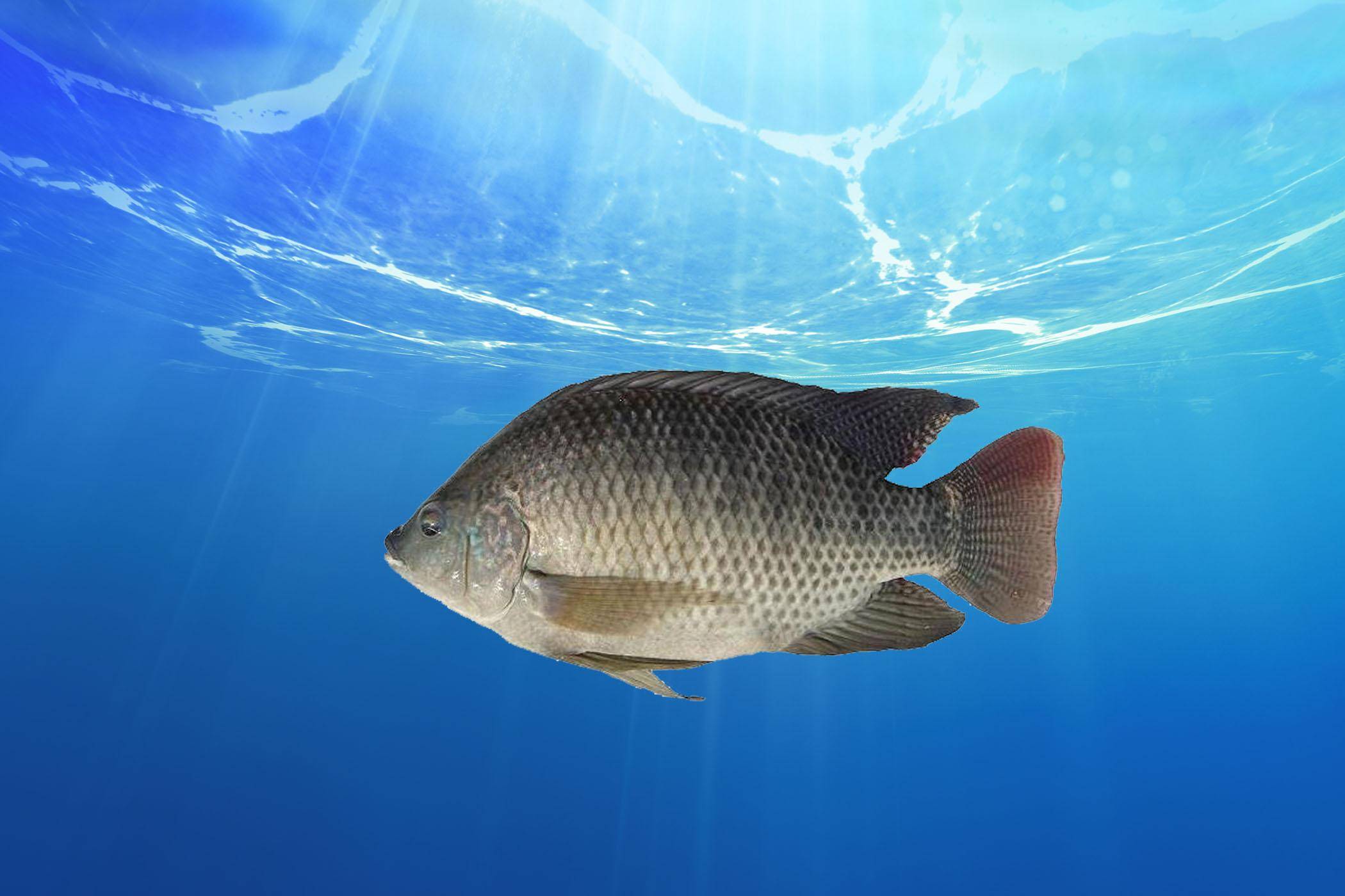 原创钓罗非鱼的关键技巧钓位线组饵料钓法罗非鱼喜欢的味型