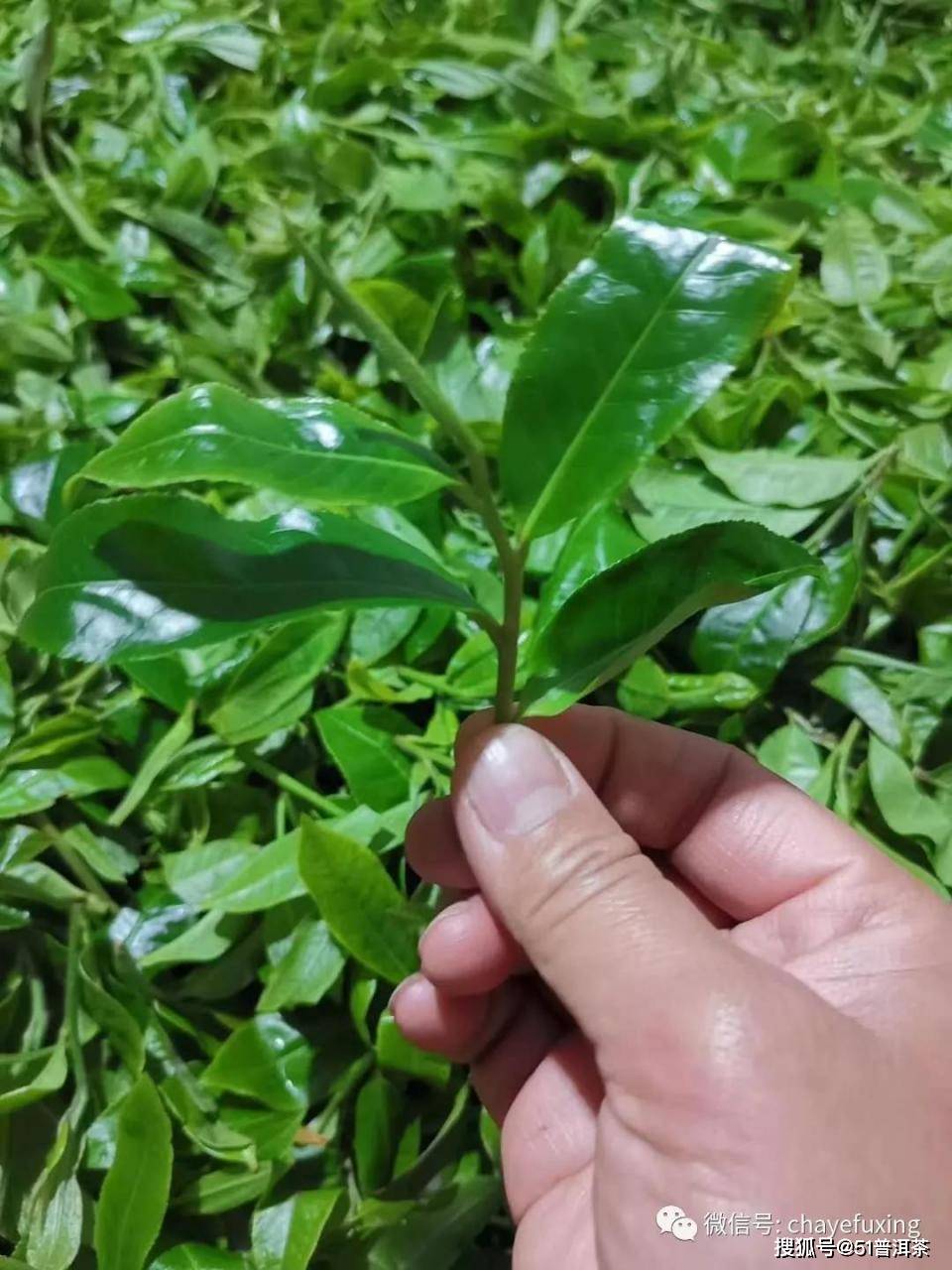 普洱茶知识普洱茶树的树型和种类