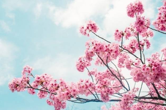 【花都开好了！】台北超完整赏樱郊游情报大公开，跟着樱花追逐春的脚步吧！