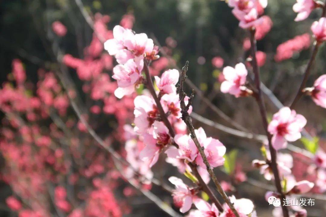 美美美！连山百亩桃花迎春怒放！