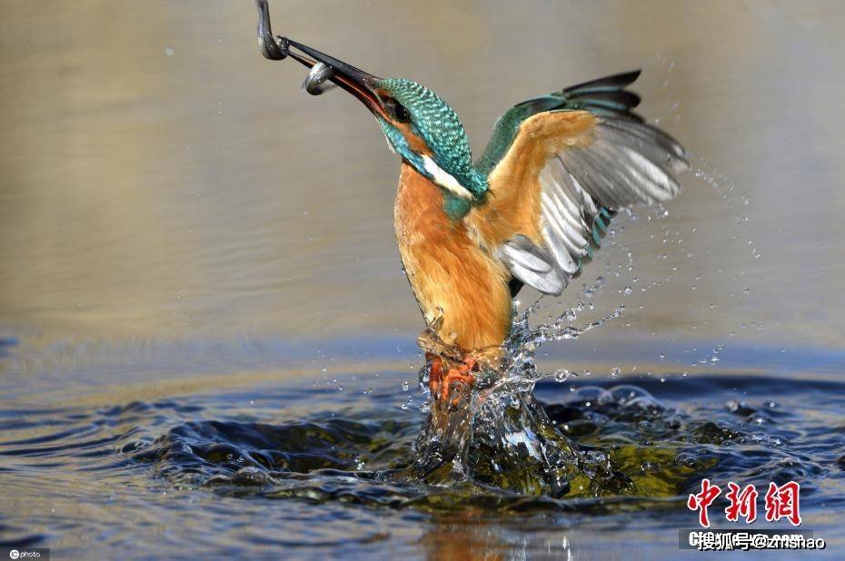 牙利翠鸟入水捕鱼 动作诠释"快准狠"