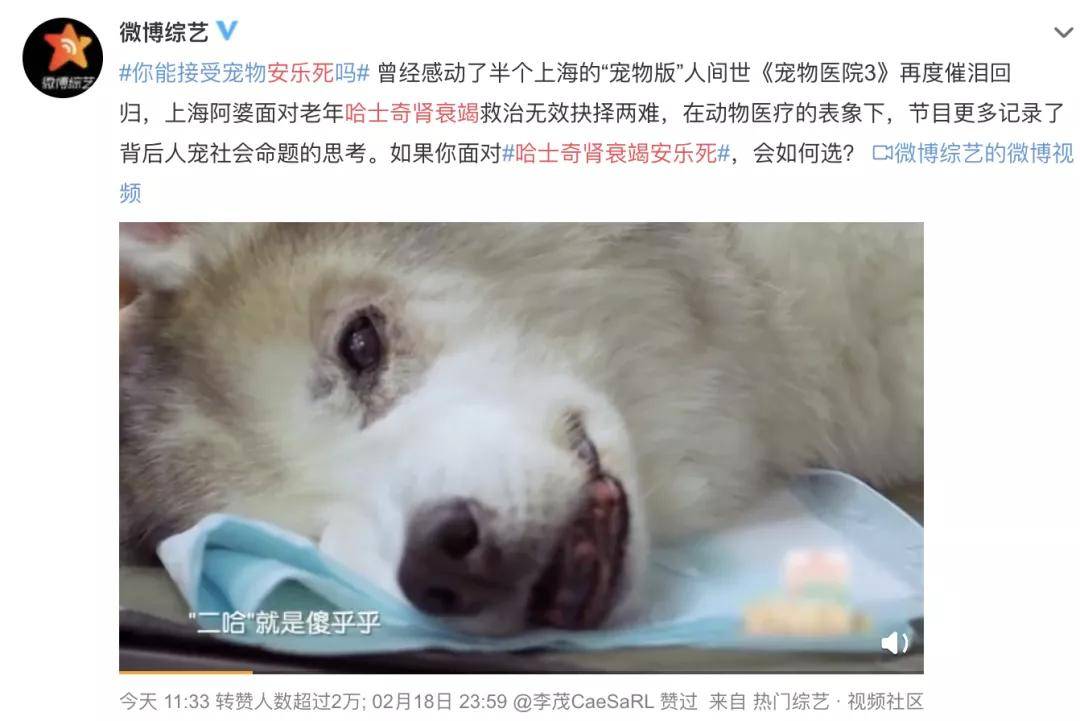 宠爱国际猫科专家 刘思屯 十大临床病例 扎实医术守护毛孩生命的黎明 猫咪