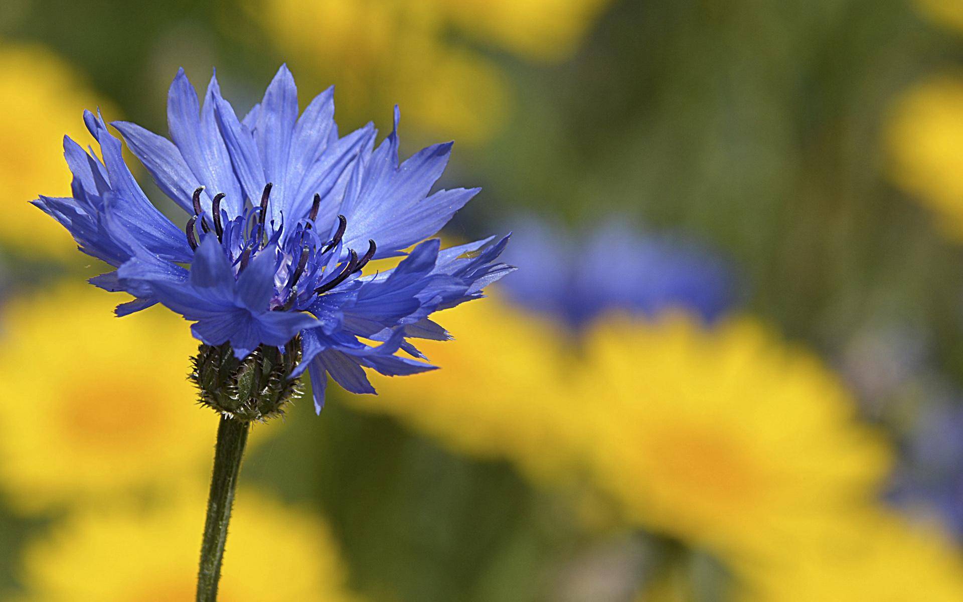 矢车菊花界中的小清新耐寒易于种植代表了遇见和幸福