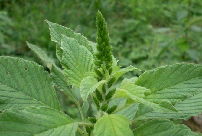 秋分后吃秋菜,让餐桌上添点新鲜的"野苋菜",清洗肠胃好处多多
