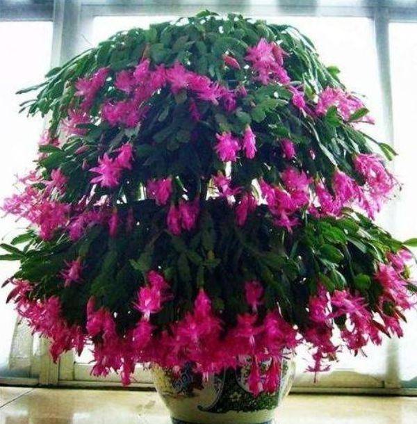 蟹爪兰怎么才能养好 8a152a5b9df04e0ea3d4e6a861281d22.jpeg