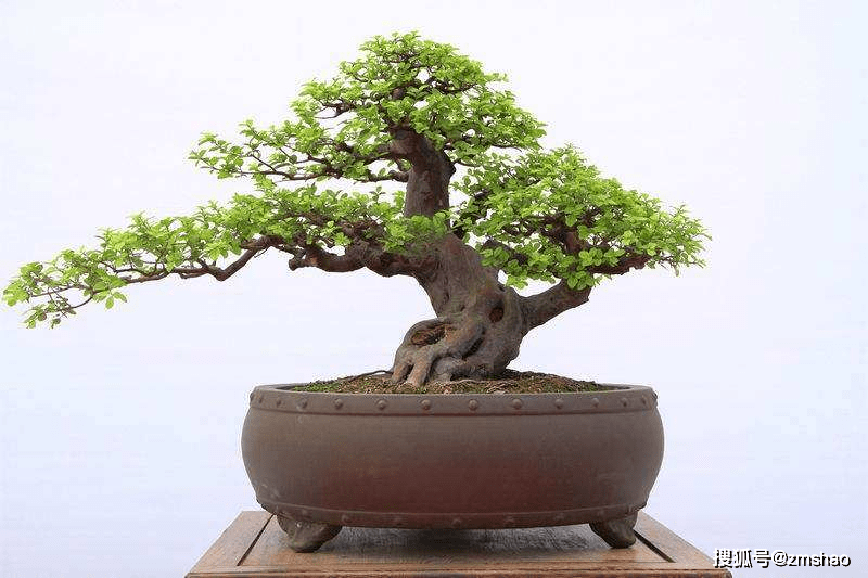 黄杨盆景欣赏