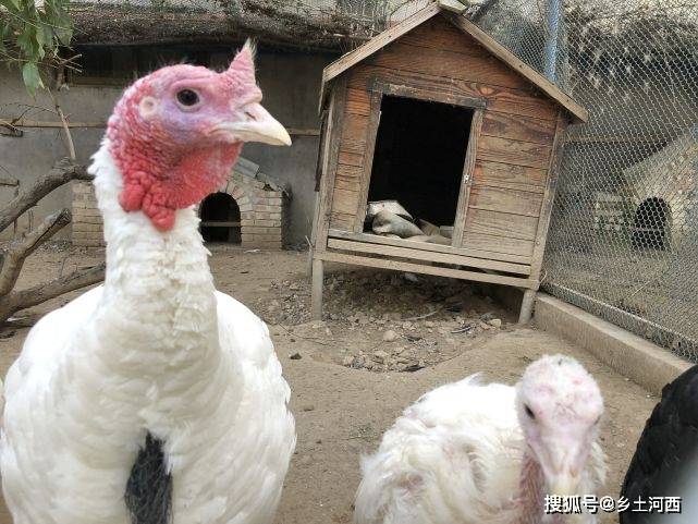 成语什么埋屠狗_成语故事图片(2)