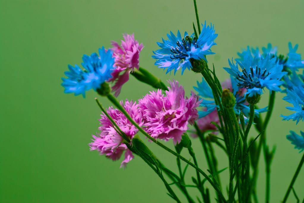 矢车菊,花界中的小清新,耐寒易于种植,代表了遇见和幸福_花卉
