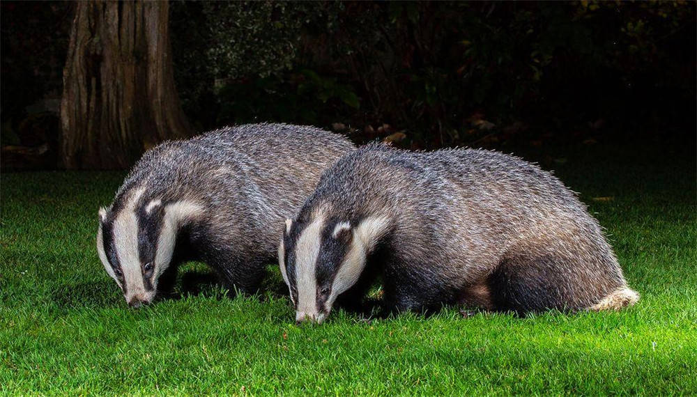 秦岭出现狗獾住地下城回家前要清洁爪子还让貉给它守门