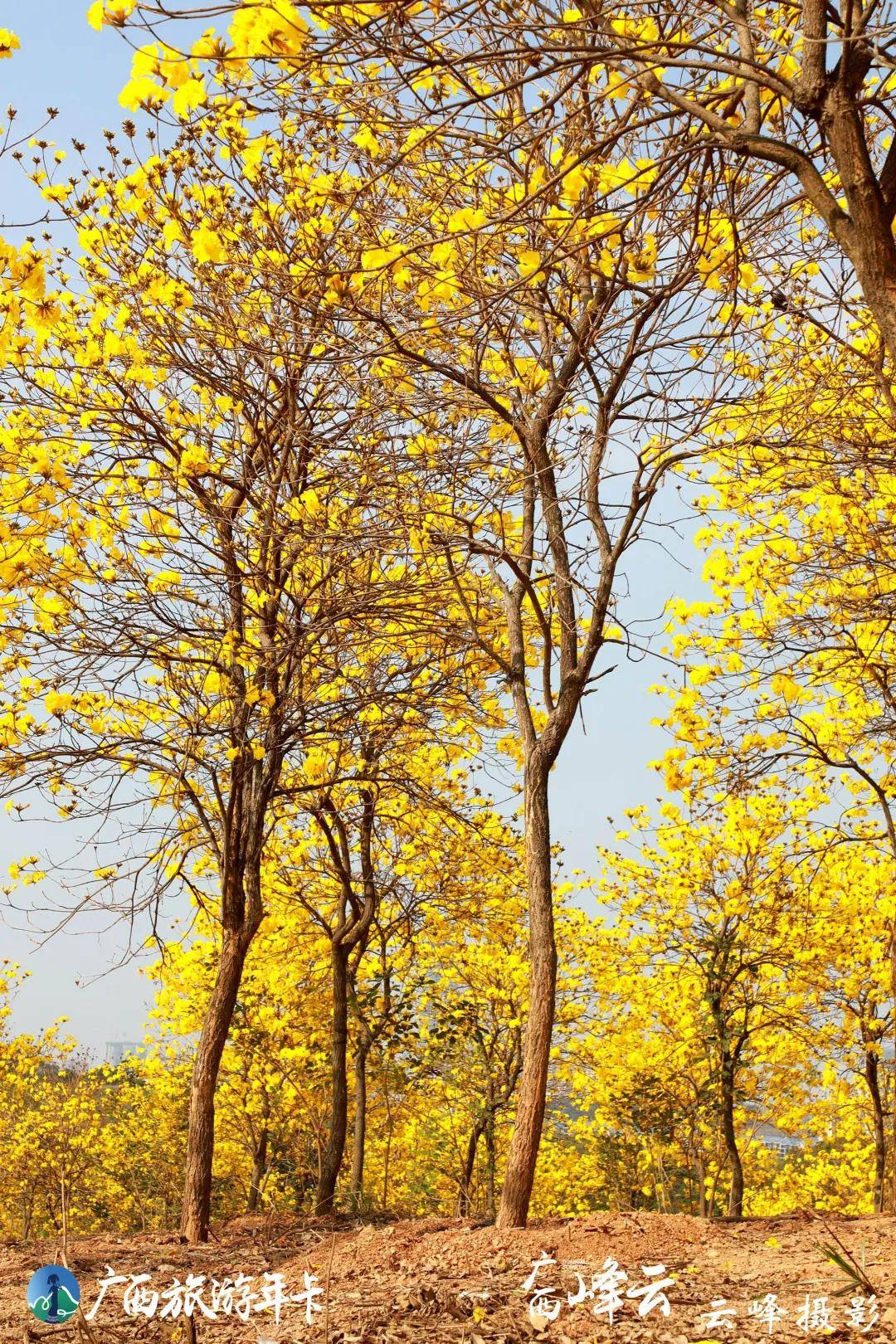 广西旅游年卡 | 今春盛开的黄花风铃，让大南宁美得像童话