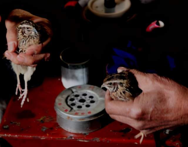 故宫有张《朱瞻基斗鹌鹑图》,可现实中的斗鹌鹑,并不真的分胜负